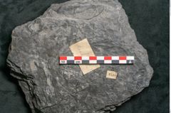 Foto (Detailansicht) von Plantae indet.  (NHMW-GEO-2024-0188-11544)
